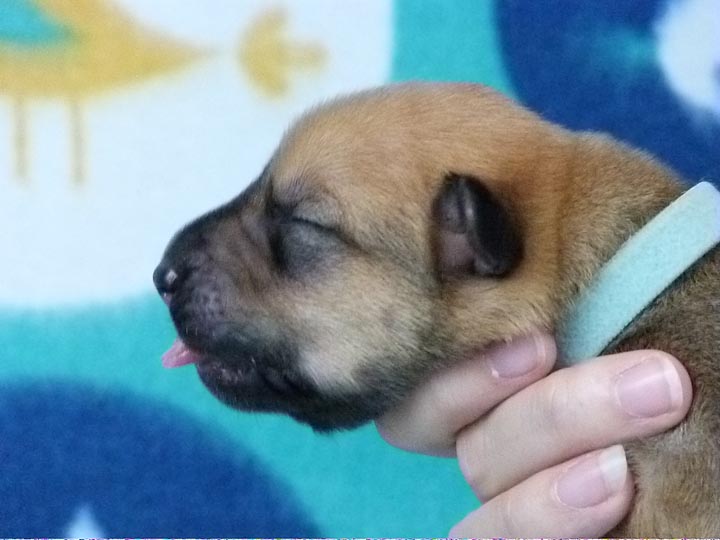 chinook puppy
